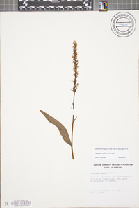 Platanthera flava image