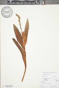Platanthera flava image