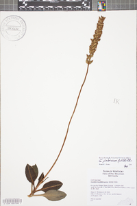 Goodyera pubescens image