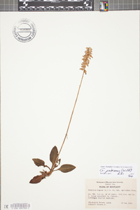 Goodyera pubescens image