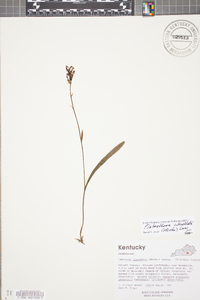 Platanthera clavellata image