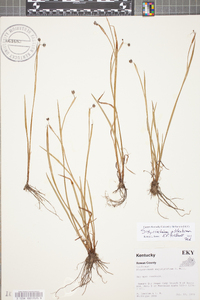 Sisyrinchium atlanticum image