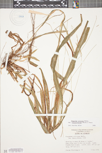 Paspalum setaceum var. ciliatifolium image