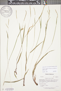 Paspalum setaceum var. ciliatifolium image