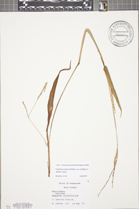 Paspalum setaceum var. ciliatifolium image