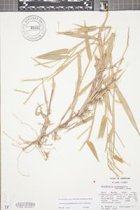 Urochloa platyphylla image