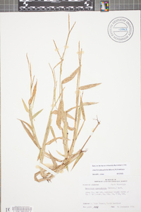 Urochloa platyphylla image