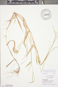 Urochloa platyphylla image