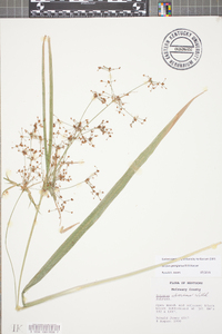 Scirpus georgianus image