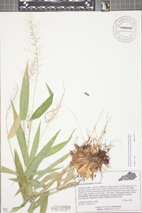 Dichanthelium polyanthes image