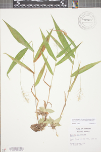 Dichanthelium polyanthes image