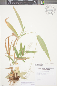 Dichanthelium polyanthes image