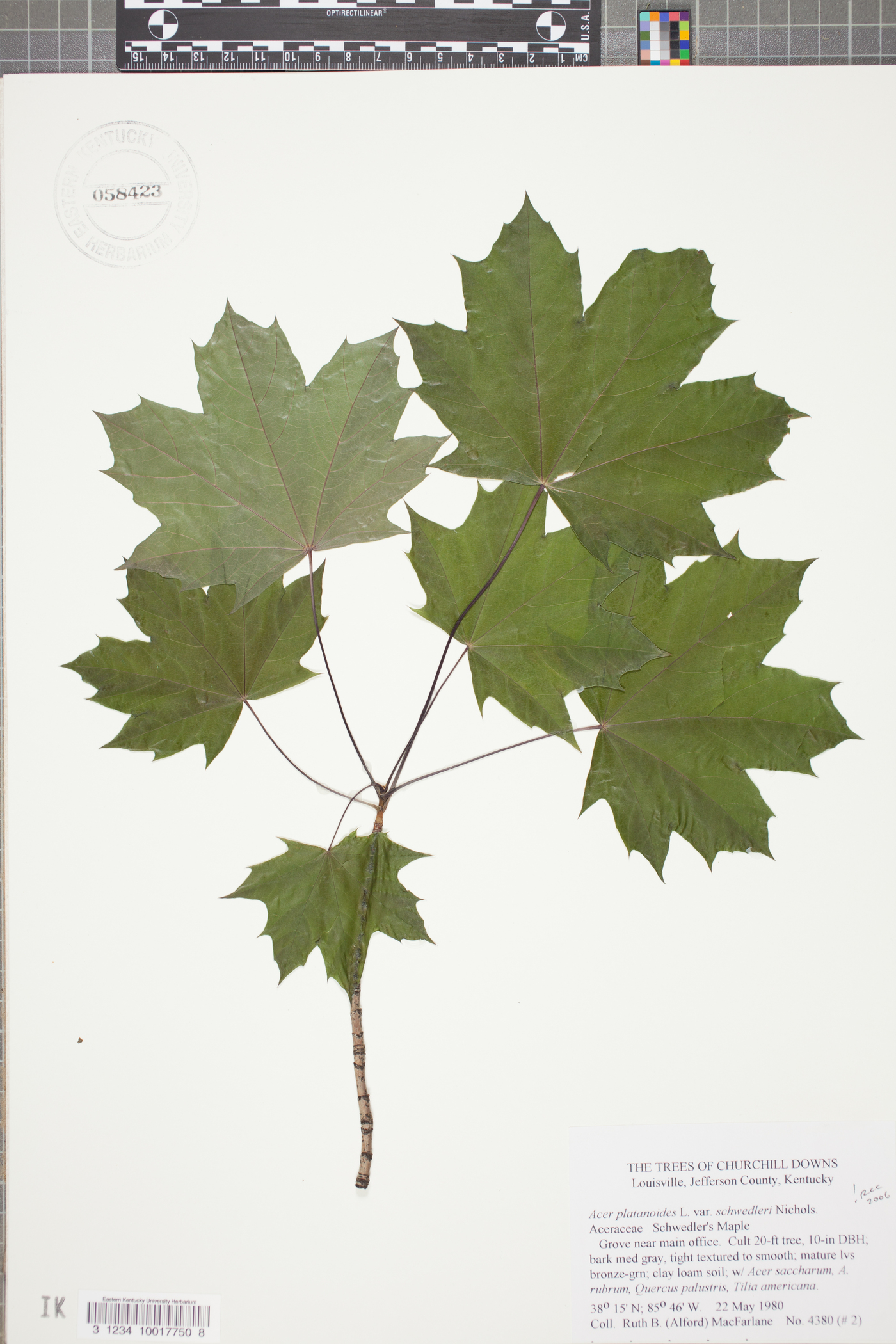 Acer platanoides var. schwedleri image