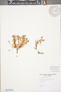 Acer platanoides image