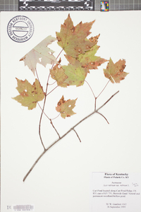 Acer rubrum var. rubrum image