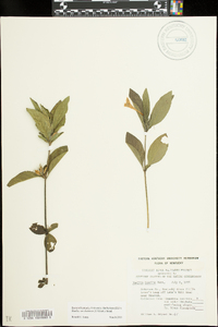 Ruellia caroliniensis image