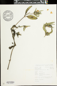 Ruellia caroliniensis image