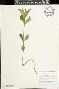 Ruellia caroliniensis image