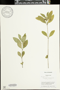 Ruellia caroliniensis image