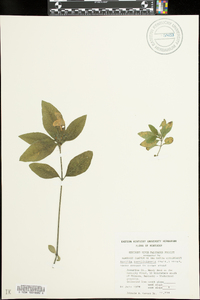 Ruellia caroliniensis image