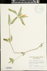 Ruellia caroliniensis image