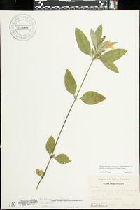 Ruellia caroliniensis image