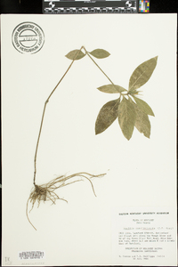 Ruellia caroliniensis image