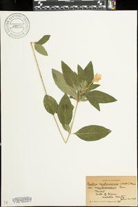 Ruellia caroliniensis var. membranacea image