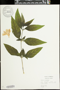 Ruellia strepens image