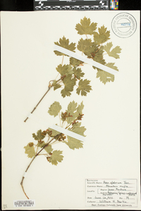 Acer glabrum image