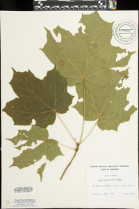 Acer nigrum image