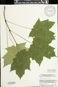 Acer nigrum image