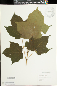 Acer nigrum image