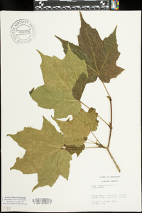 Acer nigrum image