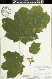 Acer nigrum image