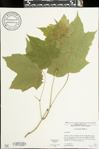 Acer nigrum image