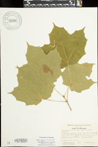 Acer nigrum image