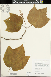 Acer pensylvanicum image