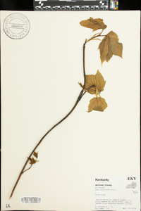 Acer pensylvanicum image