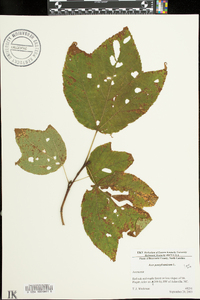 Acer pensylvanicum image