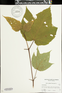 Acer pensylvanicum image