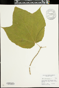 Acer pensylvanicum image