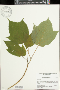 Acer pensylvanicum image