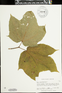 Acer pensylvanicum image