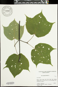 Acer pensylvanicum image