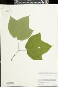 Acer pensylvanicum image