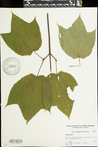 Acer pensylvanicum image