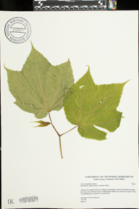 Acer pensylvanicum image