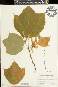 Acer pensylvanicum image