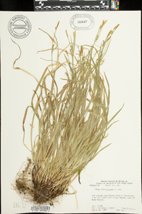 Carex gracilescens image